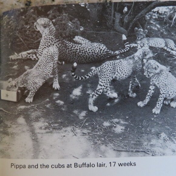 The Spotted Sphinx Joy Adamson Vintage Paperback (F77) - Picture 5 of 5